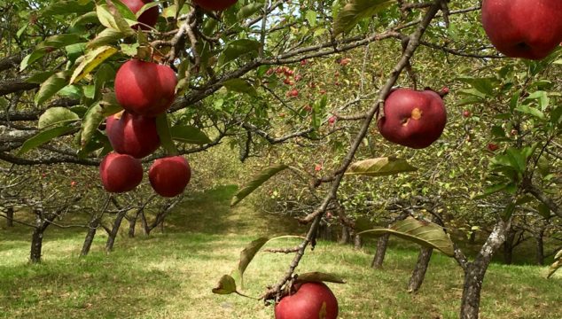 Apples in Path